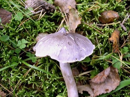 Tricholoma virgatum