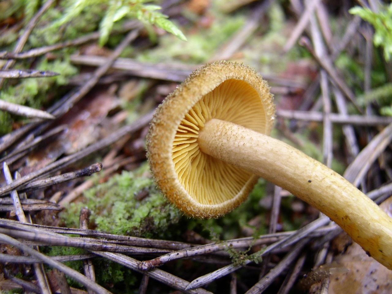 Tricholomopsis decora