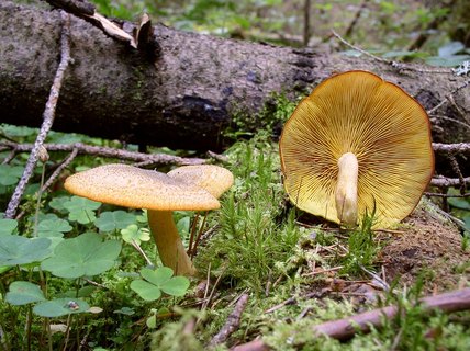 Tricholomopsis decora