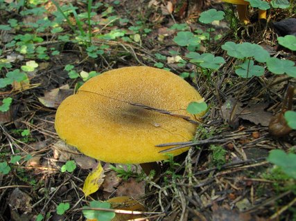 Tricholomopsis decora