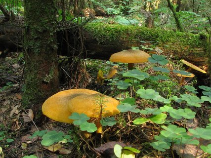 Tricholomopsis decora
