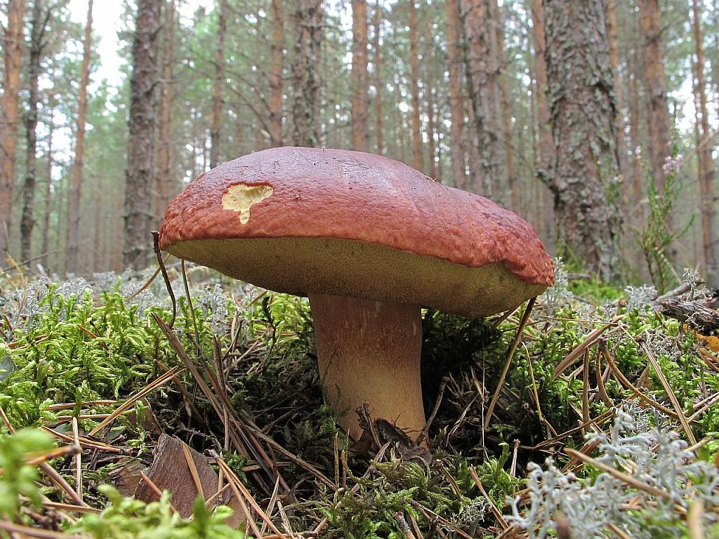 Boletus pinophilus