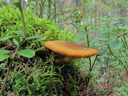 Tricholomopsis decora