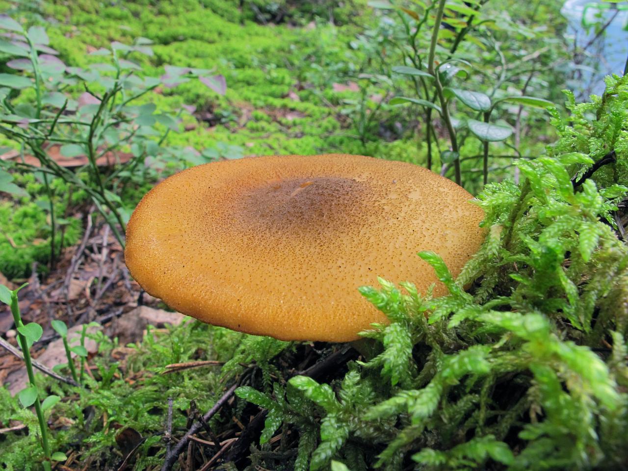 Tricholomopsis decora