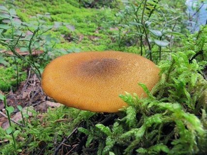 Tricholomopsis decora
