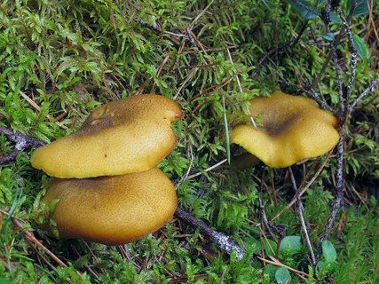 Tricholomopsis decora