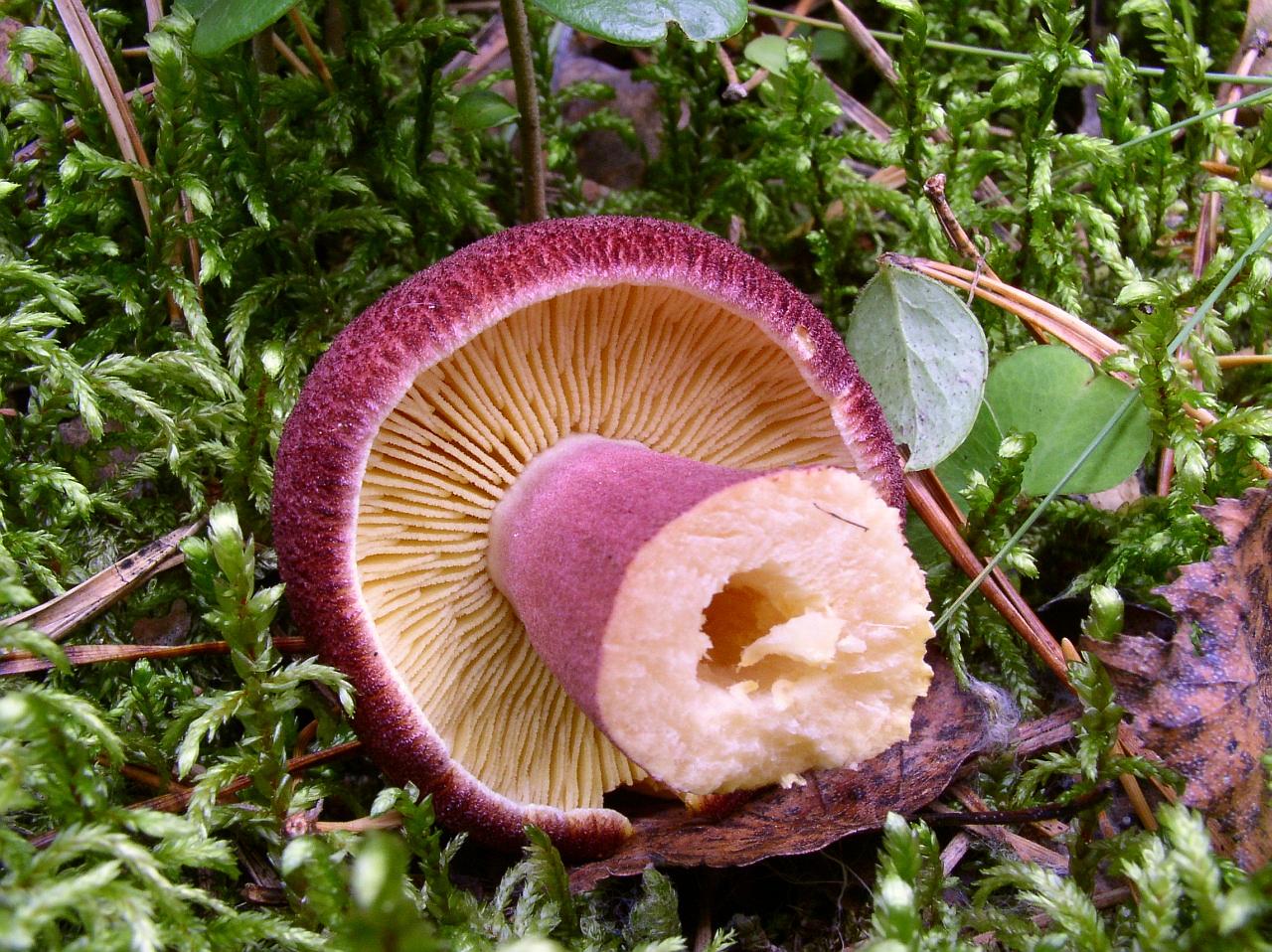 Tricholomopsis rutilans