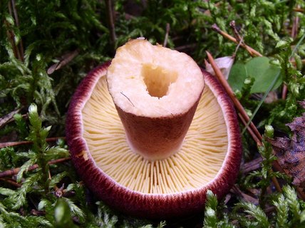 Tricholomopsis rutilans