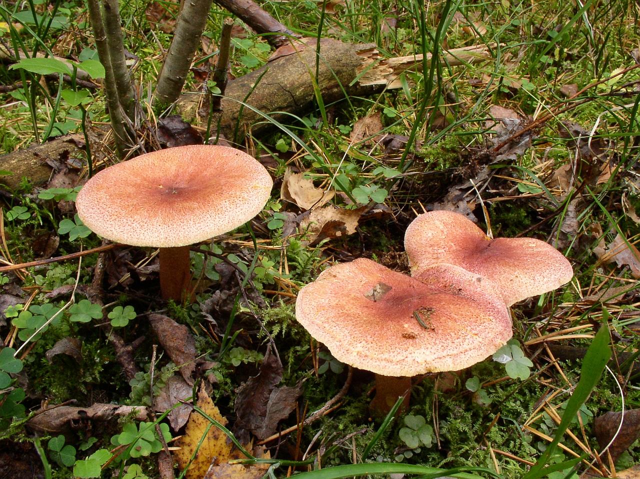 Tricholomopsis rutilans