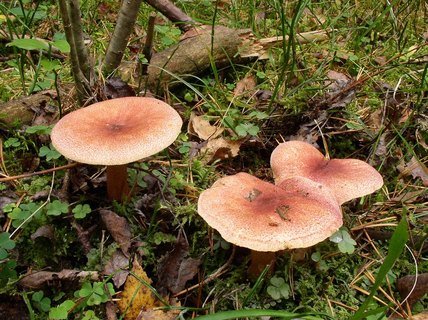 Tricholomopsis rutilans
