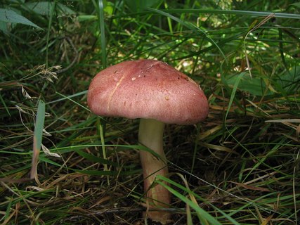 Tricholomopsis rutilans