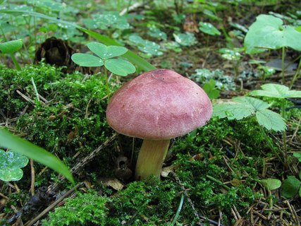 Tricholomopsis rutilans