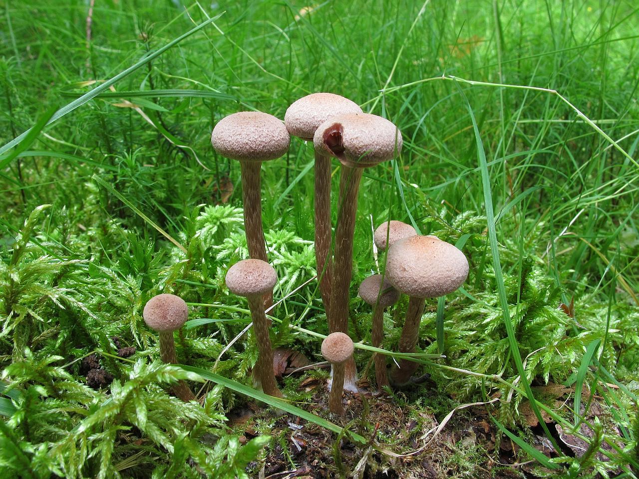 Tubaria confragosa