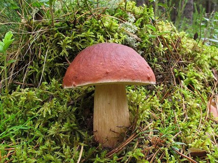 Boletus pinophilus