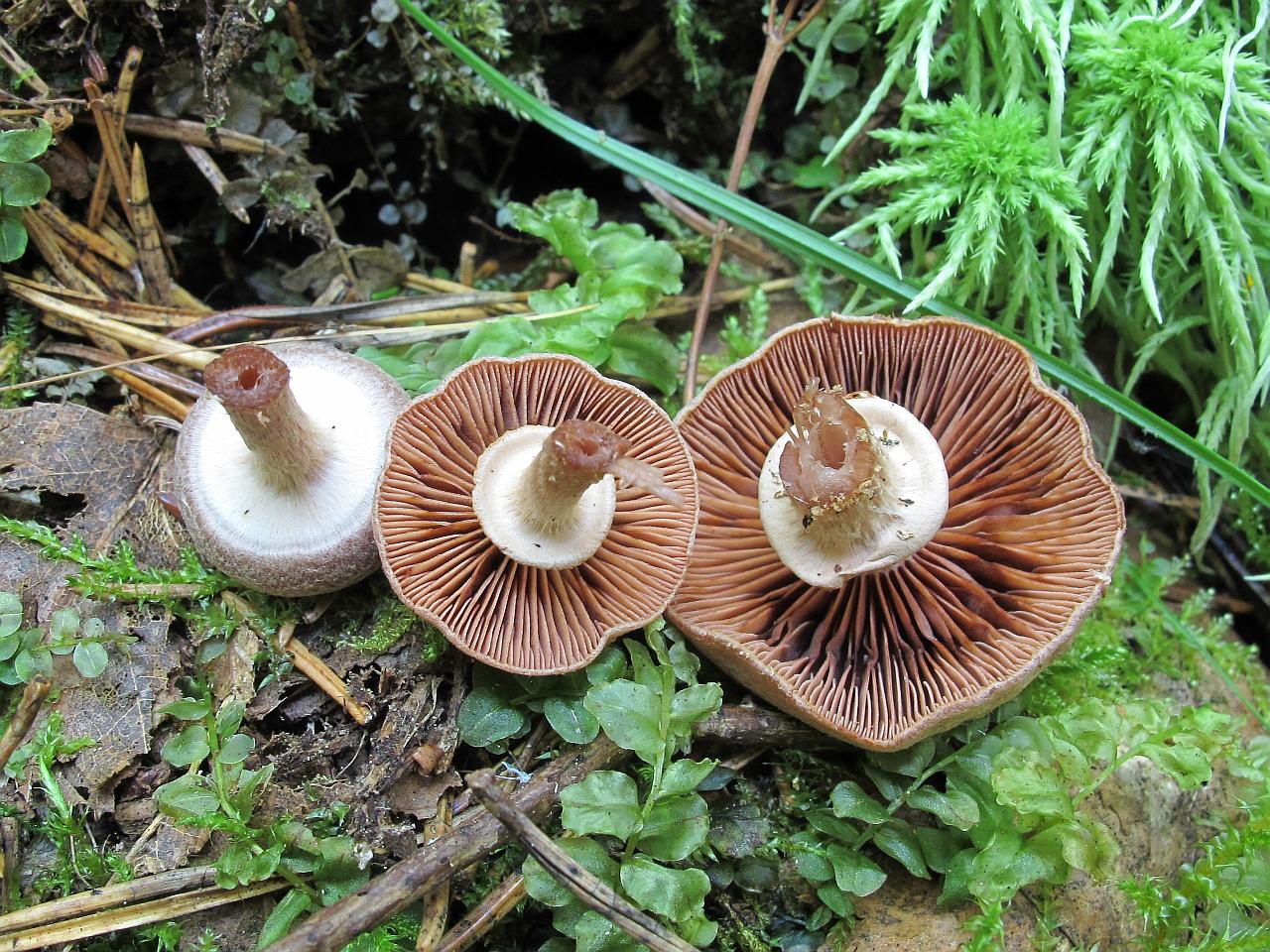 Tubaria confragosa