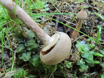 Tubaria confragosa