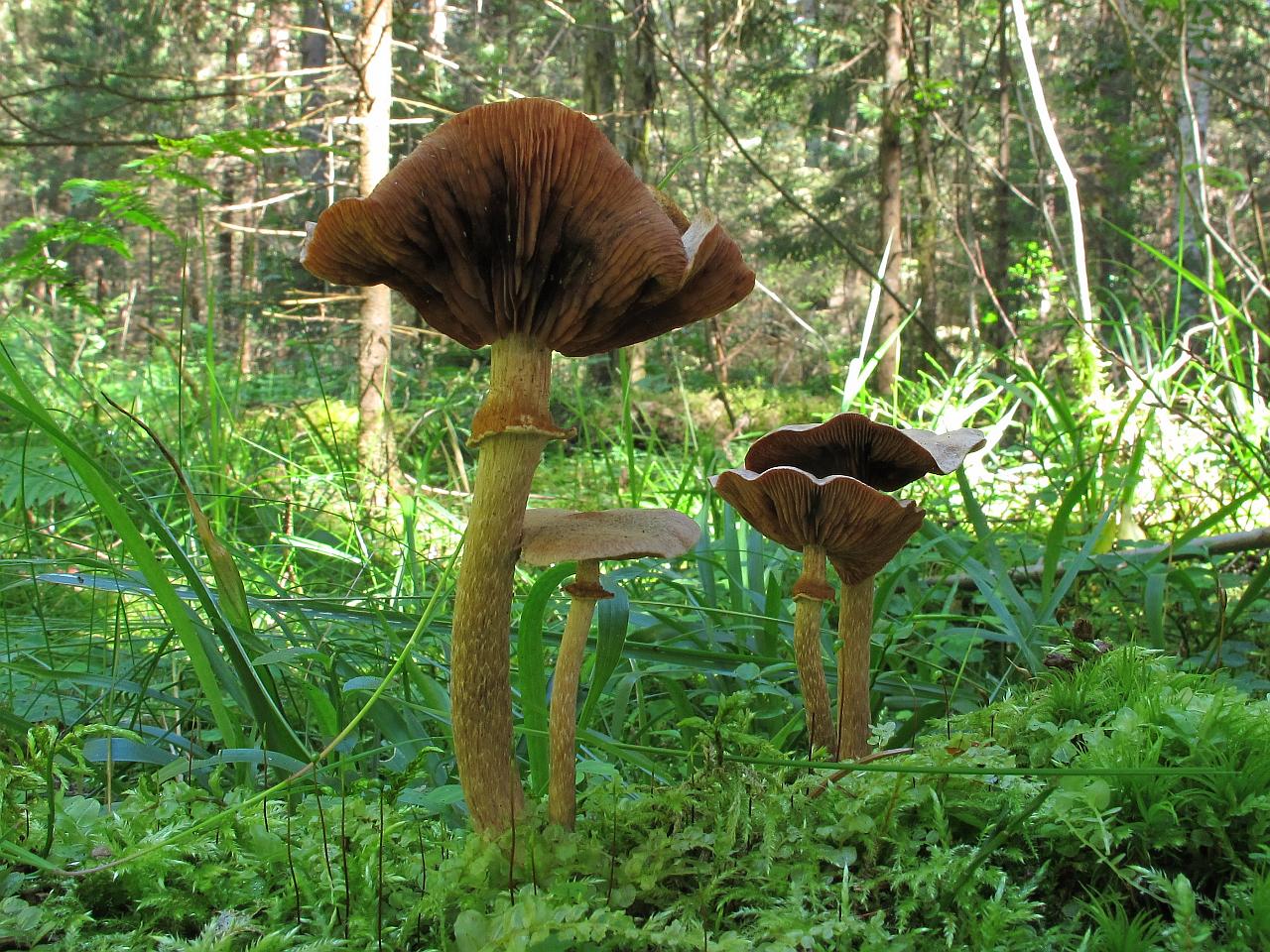 Tubaria confragosa