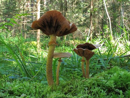Tubaria confragosa