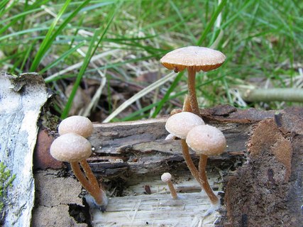 Tubaria conspersa