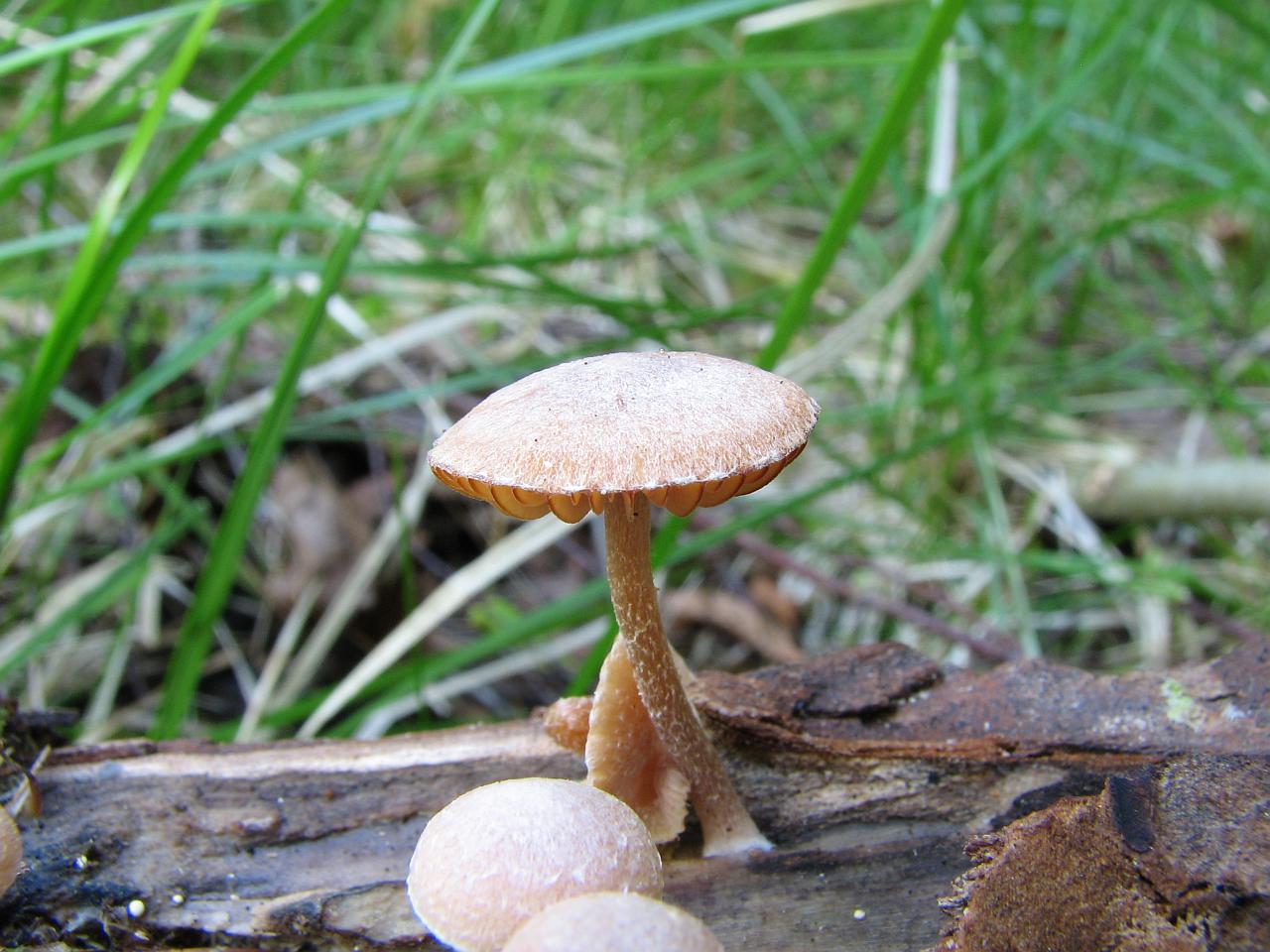 Tubaria conspersa