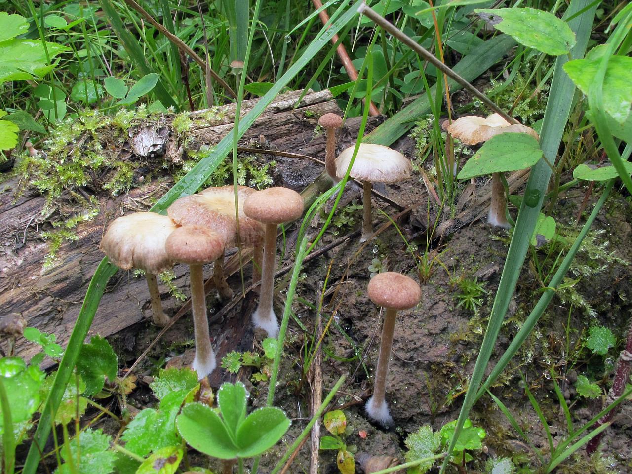 Tubaria conspersa