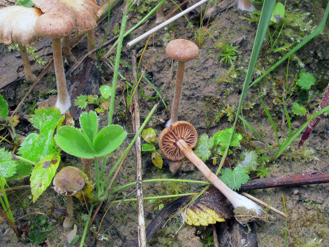 Tubaria conspersa