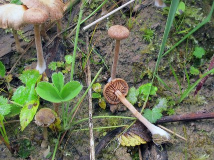Tubaria conspersa