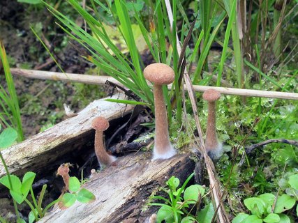 Tubaria conspersa