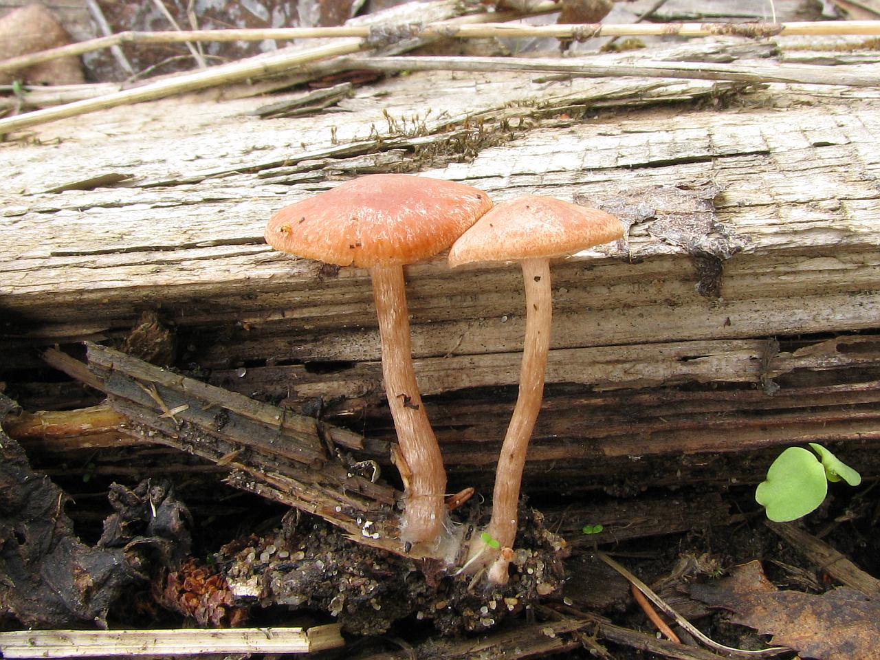 Tubaria furfuracea