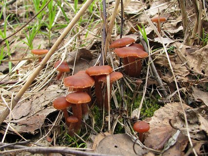 Tubaria furfuracea