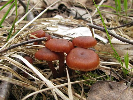 Tubaria furfuracea