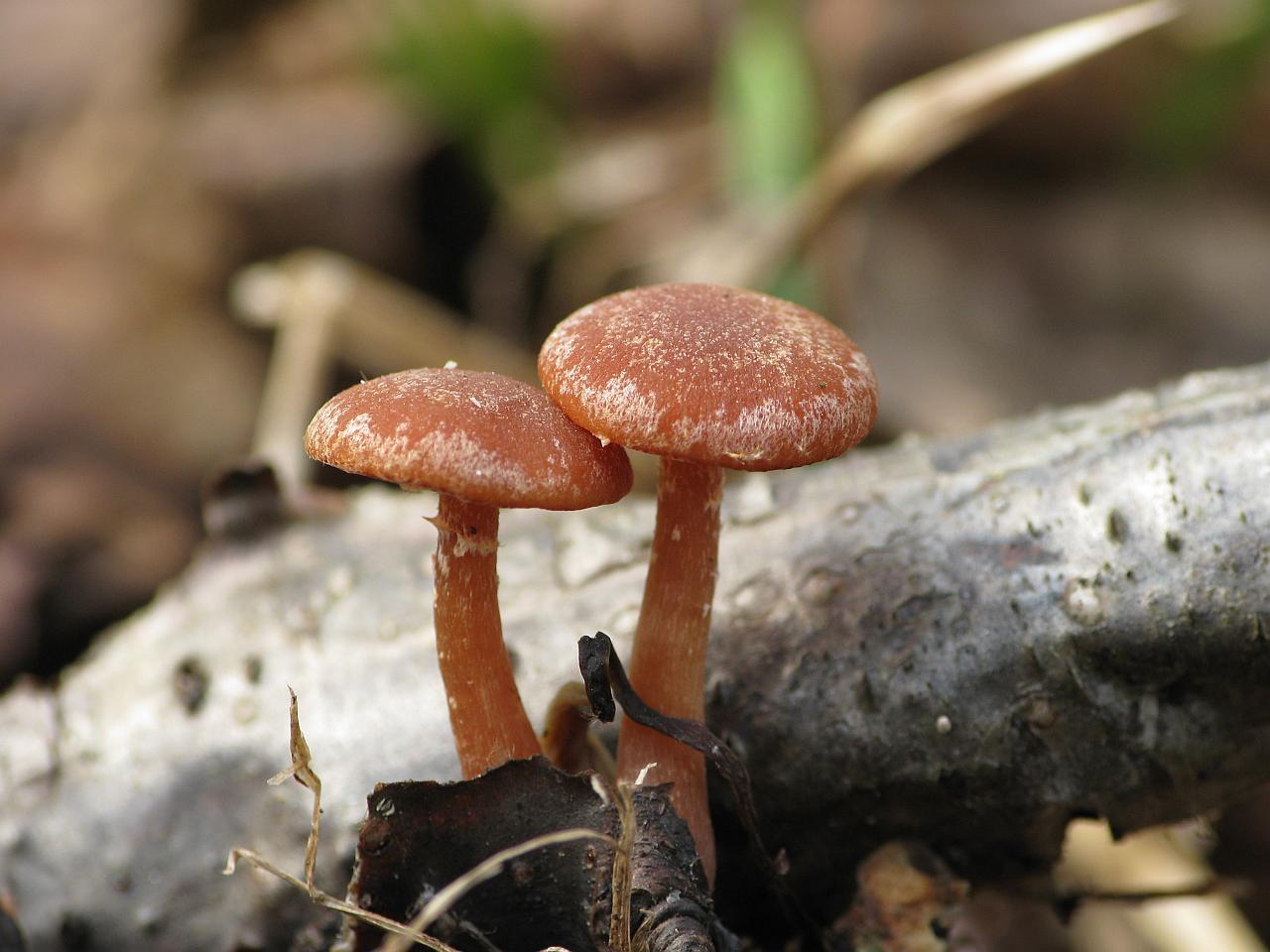 Tubaria furfuracea