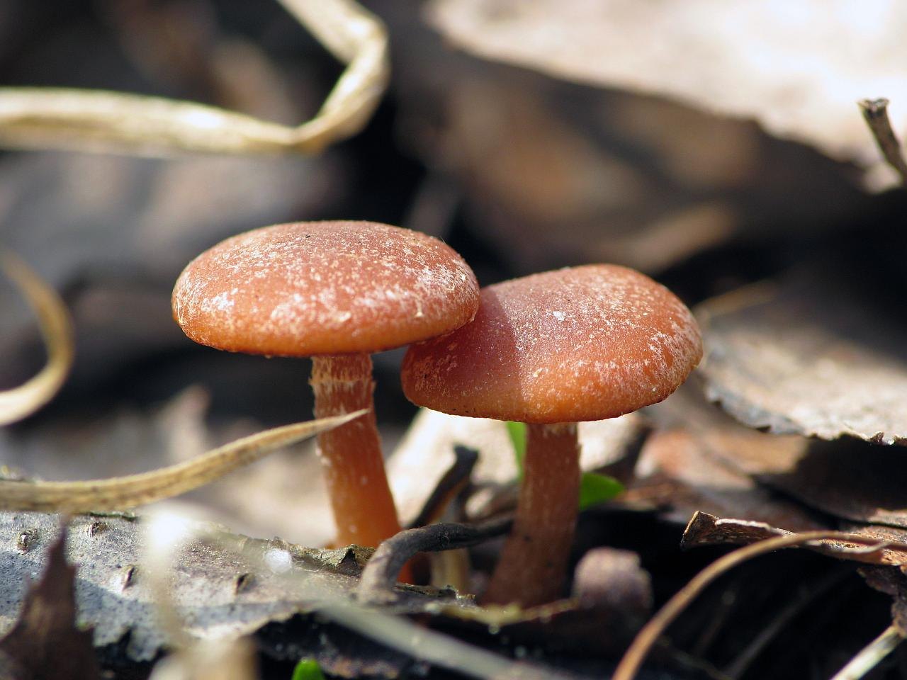 Tubaria furfuracea