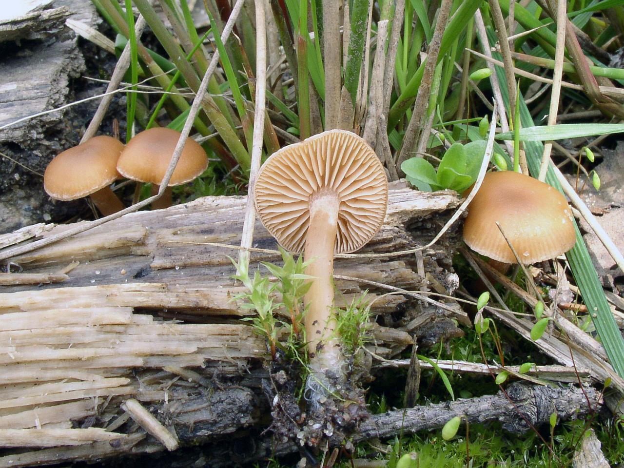 Tubaria furfuracea