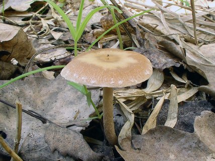 Tubaria furfuracea