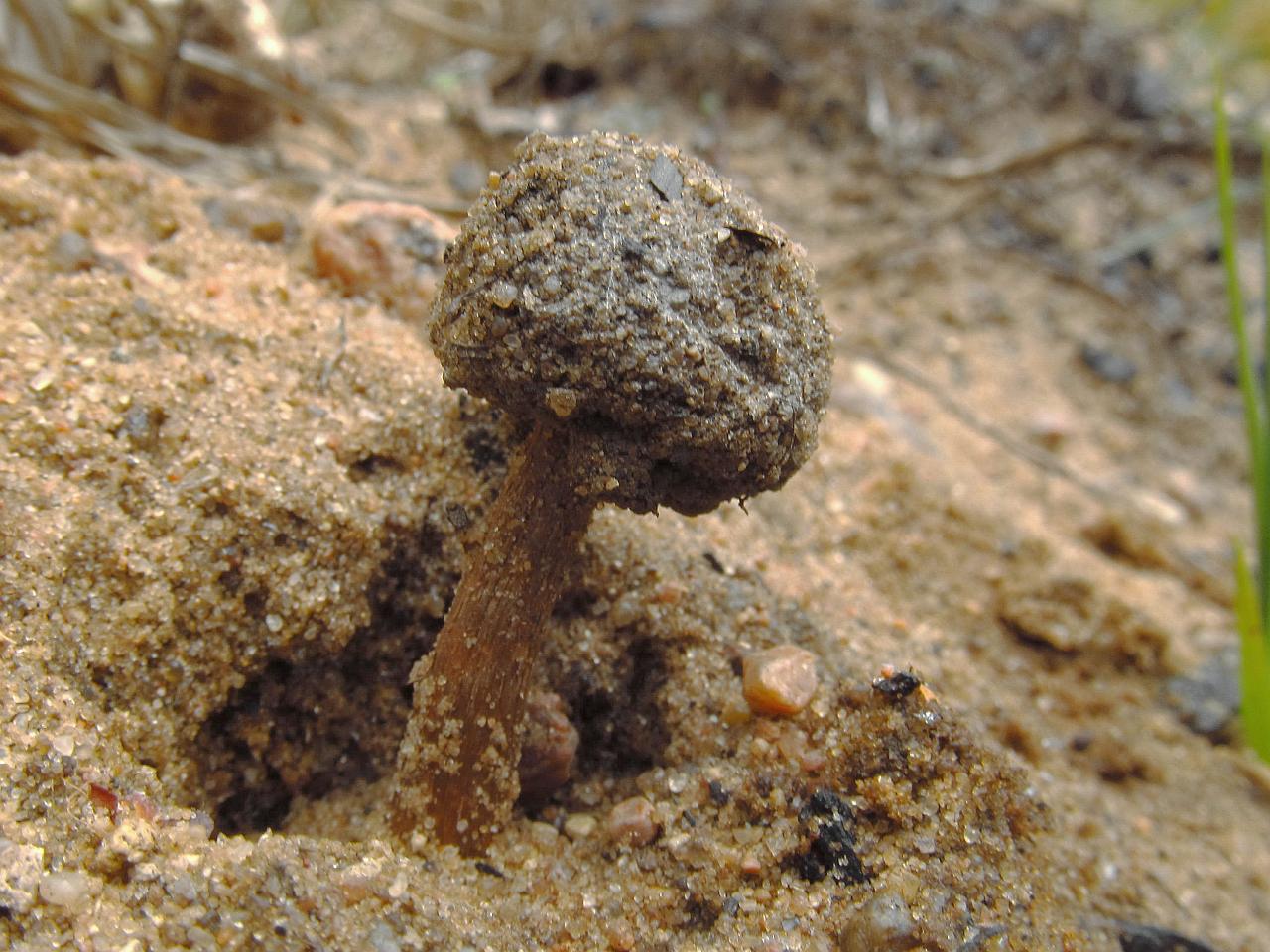 Tulostoma brumale