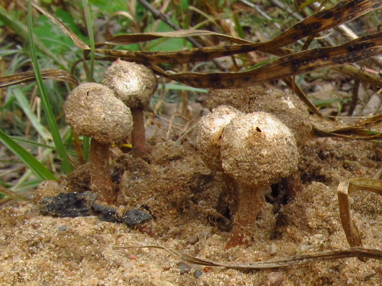 Tulostoma brumale