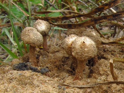 Tulostoma brumale