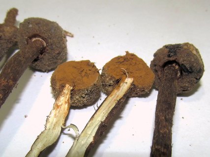 Tulostoma brumale
