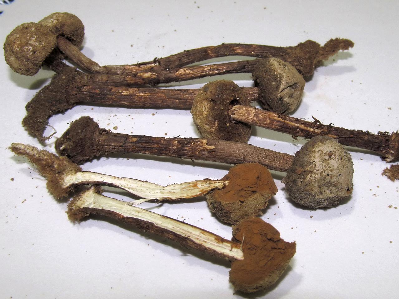 Tulostoma brumale