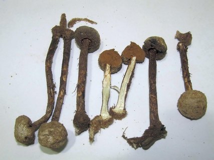 Tulostoma brumale