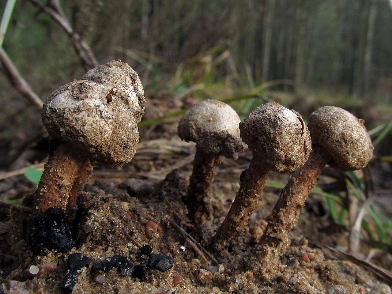 Tulostoma brumale