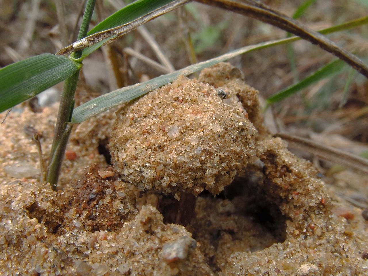 Tulostoma brumale
