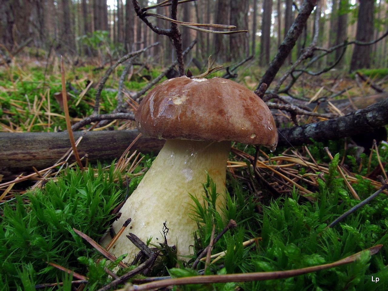 Tylopilus