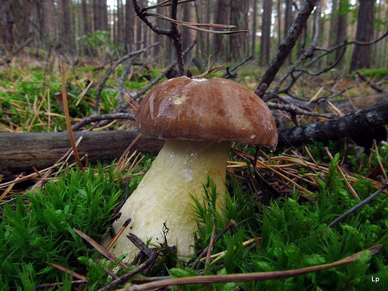 Tylopilus felleus
