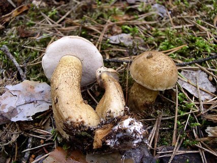 Tylopilus felleus
