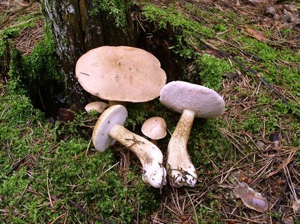 Tylopilus felleus