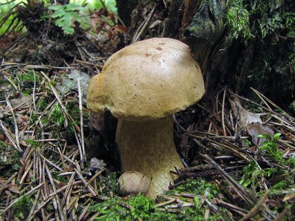 Tylopilus felleus