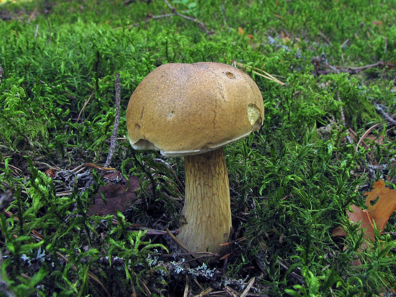 Tylopilus felleus