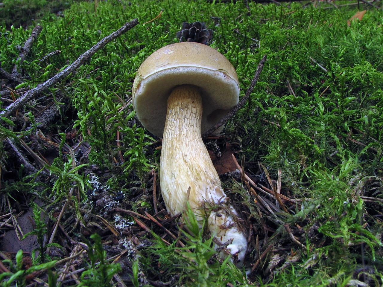 Tylopilus felleus